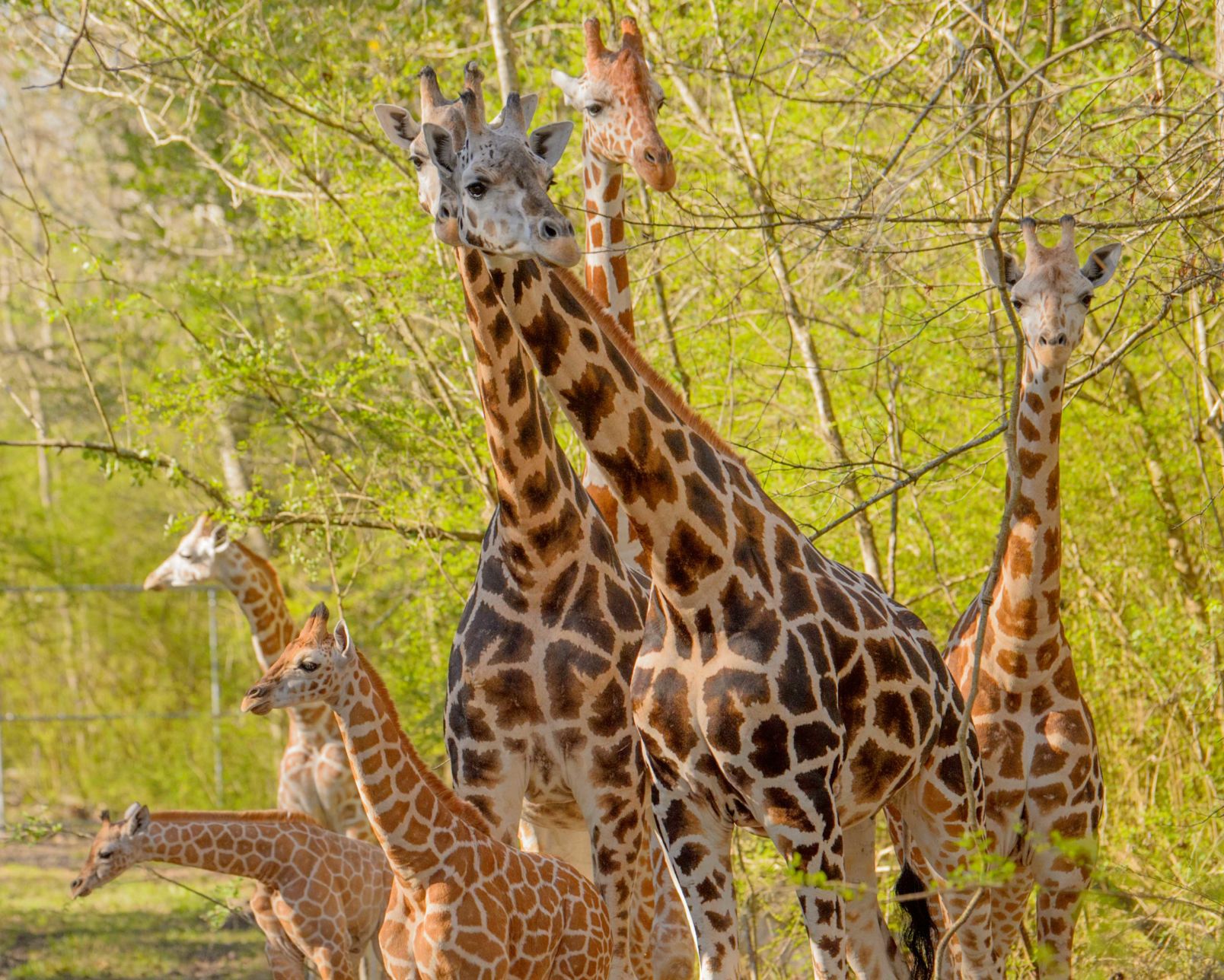 no.babygiraffe.030318.013